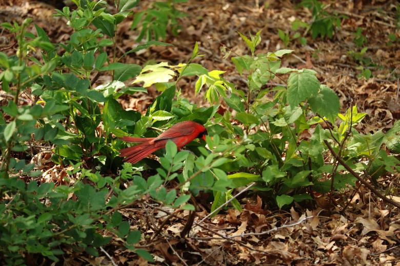 Free stock image of Cardinal created by Vincent alvino