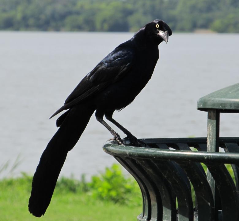 Free stock image of Black Bird Resting created by Pixabay
