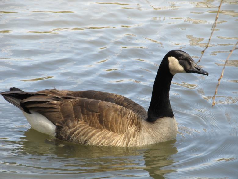Free stock image of Goose Swimming created by Pixabay