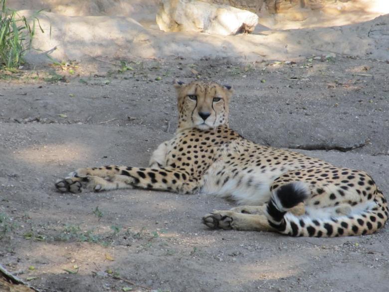 Free stock image of Cheetah created by Pixabay