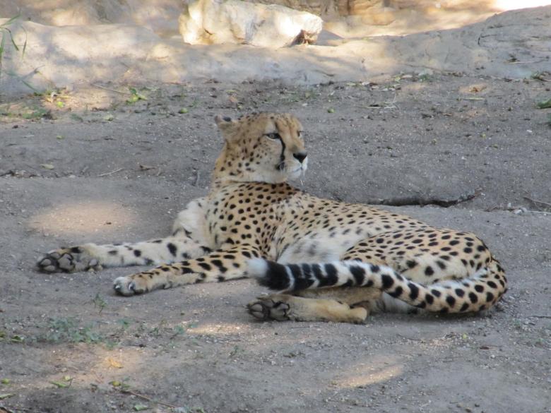 Free stock image of Cheetah in the Zoo created by Pixabay