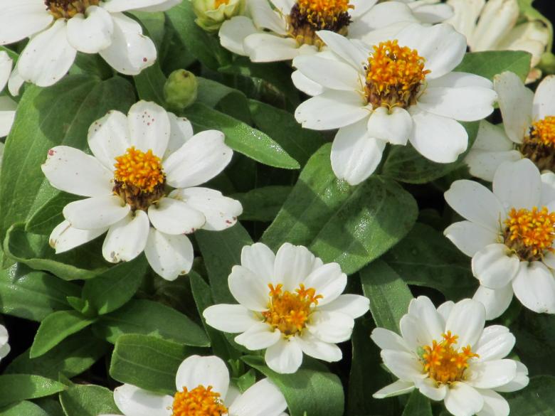 Free stock image of White Flowers in the Garden created by Pixabay