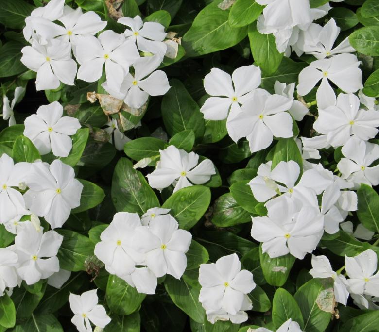 Free stock image of Periwinkle Flowers created by Pixabay