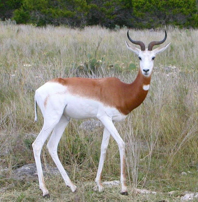 Free stock image of Springbok created by Pixabay