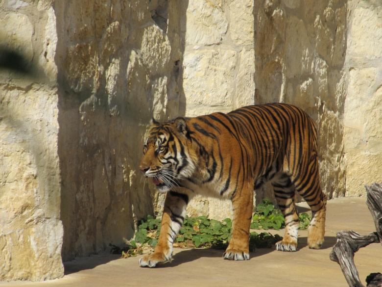 Free stock image of Sumatran Tiger created by Pixabay