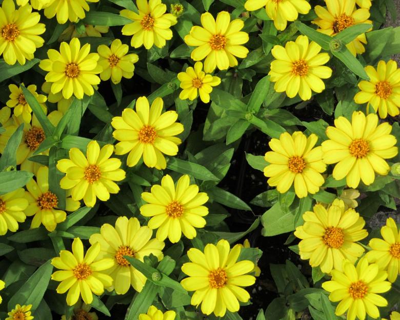 Free stock image of Yellow Daisies created by Pixabay