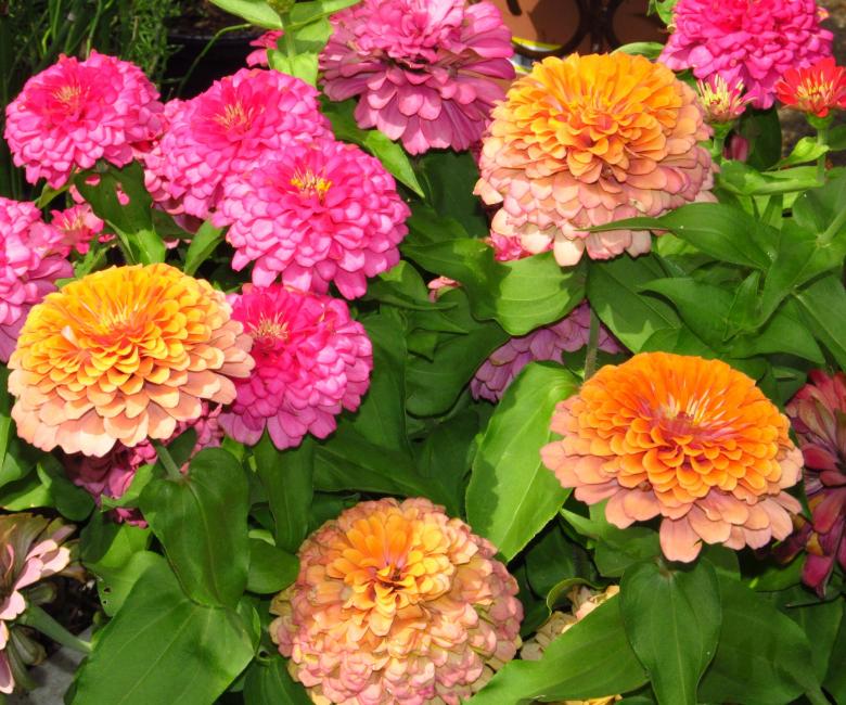 Free stock image of Zinnia created by Pixabay