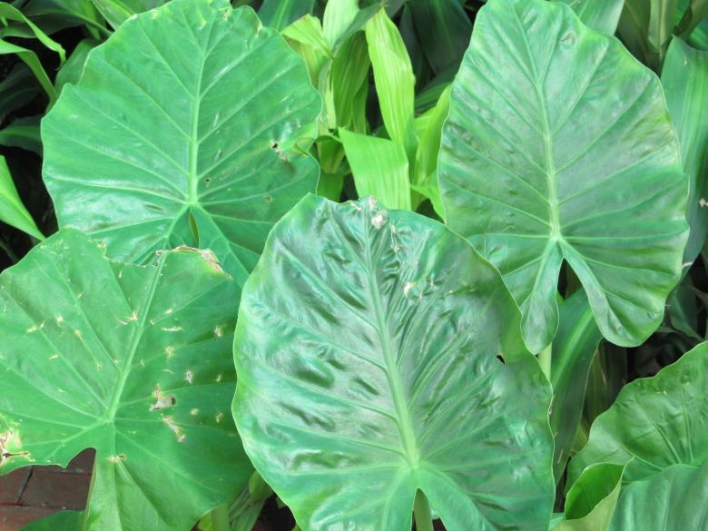 Free stock image of Green Fresh Leaves created by Pixabay