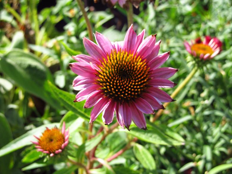 Free stock image of Pink Flower created by Pixabay