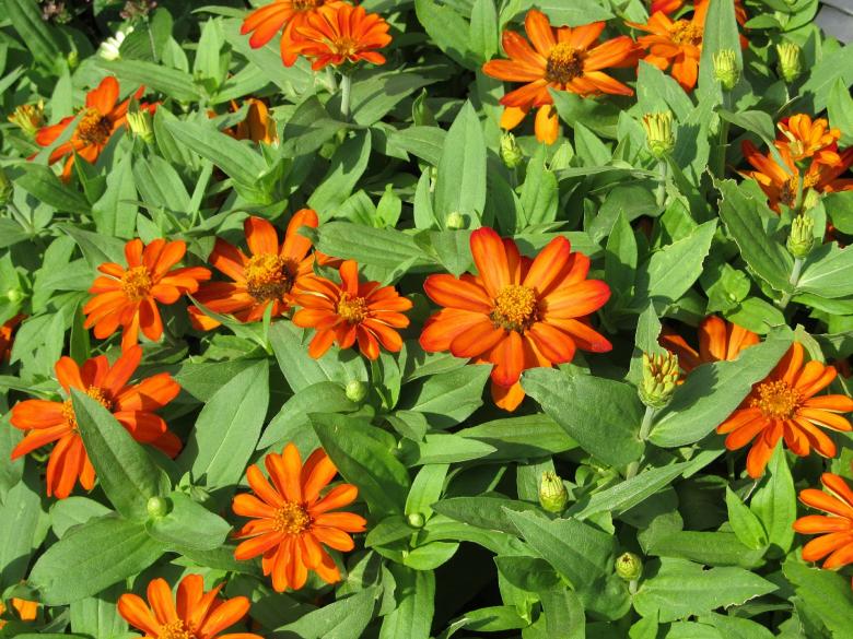 Free stock image of Blooming created by Pixabay