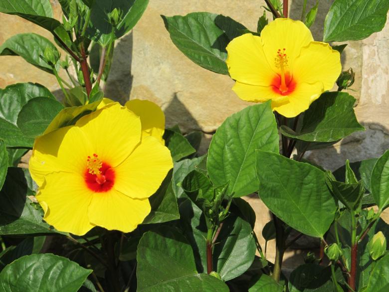 Free stock image of Yellow Flowers in the Garden created by Pixabay