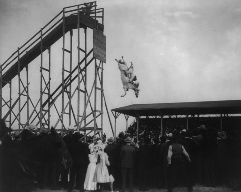 Free stock image of Horse Diving created by Pixabay