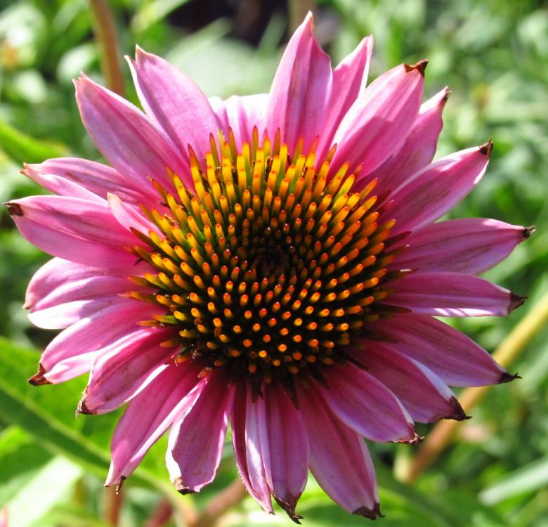 Free stock image of Blooming created by Pixabay