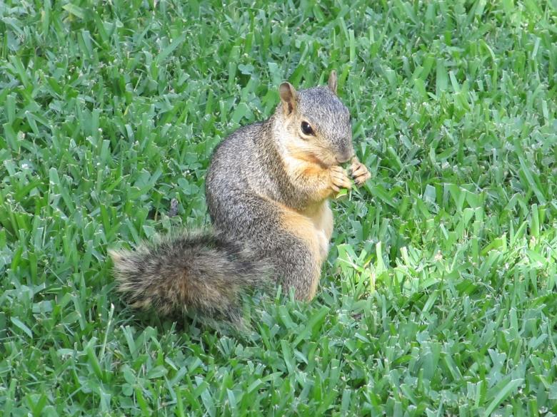 Free stock image of Brown Squirrel created by Pixabay