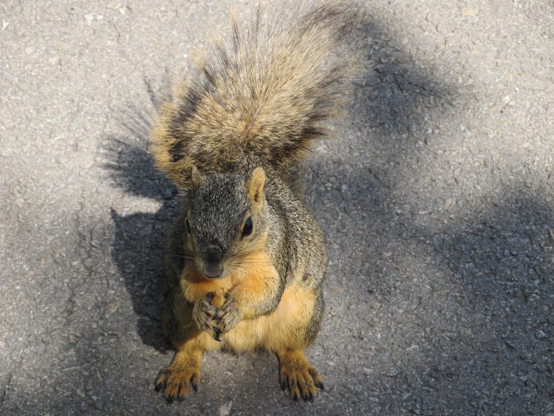 Free stock image of Brown Squirrel created by Pixabay