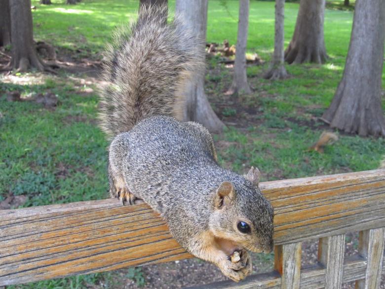 Free stock image of Brown Squirrel created by Pixabay