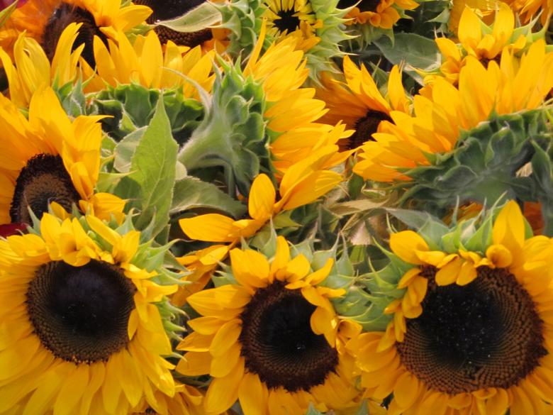 Free stock image of Sun Flowers in the Garden created by Pixabay