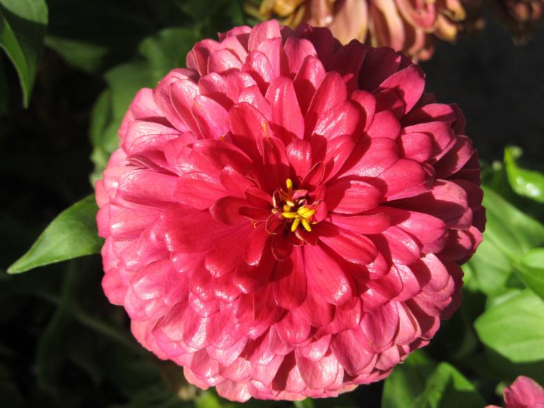 Free stock image of Pink Flower created by Pixabay
