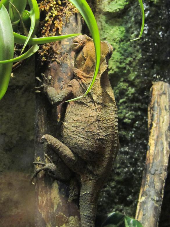 Free stock image of Chameleon Reptile created by Pixabay