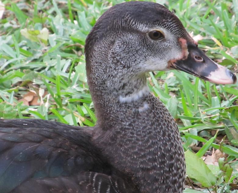 Free stock image of Brown Duck created by Pixabay