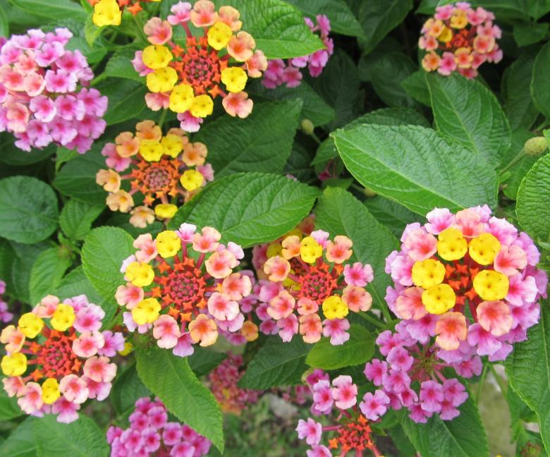 Free stock image of Colorful Flowers created by Pixabay