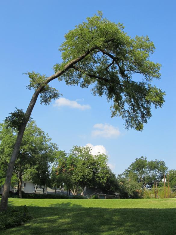 Free stock image of Tilted Tree created by Pixabay