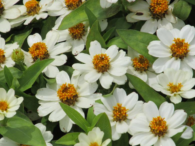 Free stock image of Fresh Flowers created by Pixabay