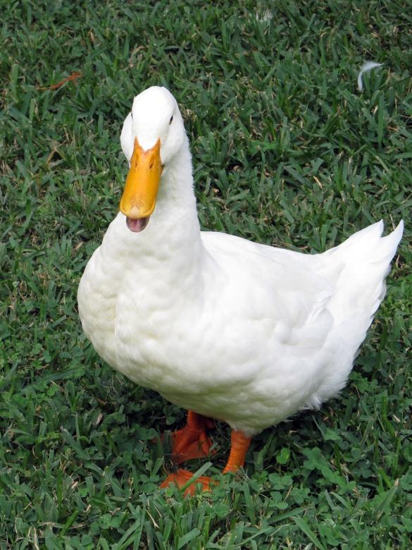 Free stock image of White Duck created by Pixabay