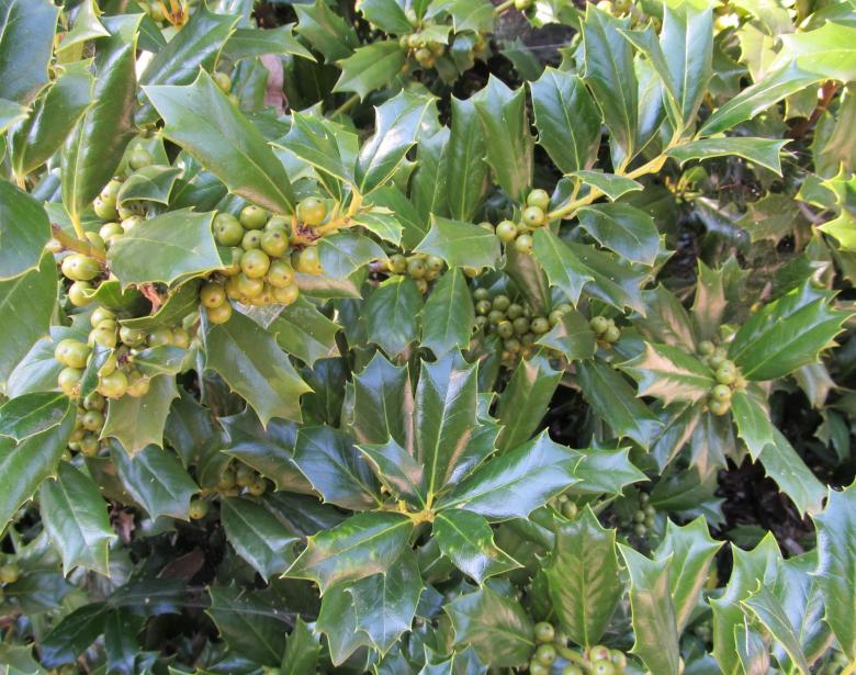 Free stock image of Green Berries created by Pixabay