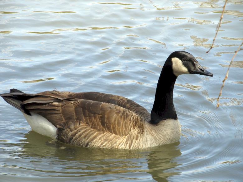 Free stock image of Canadian Goose created by Pixabay