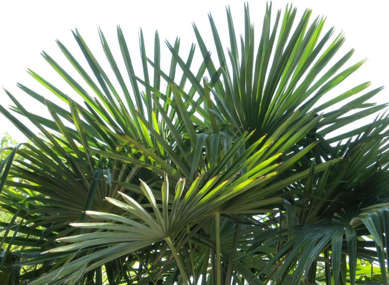 Free stock image of Fan Palm created by Pixabay