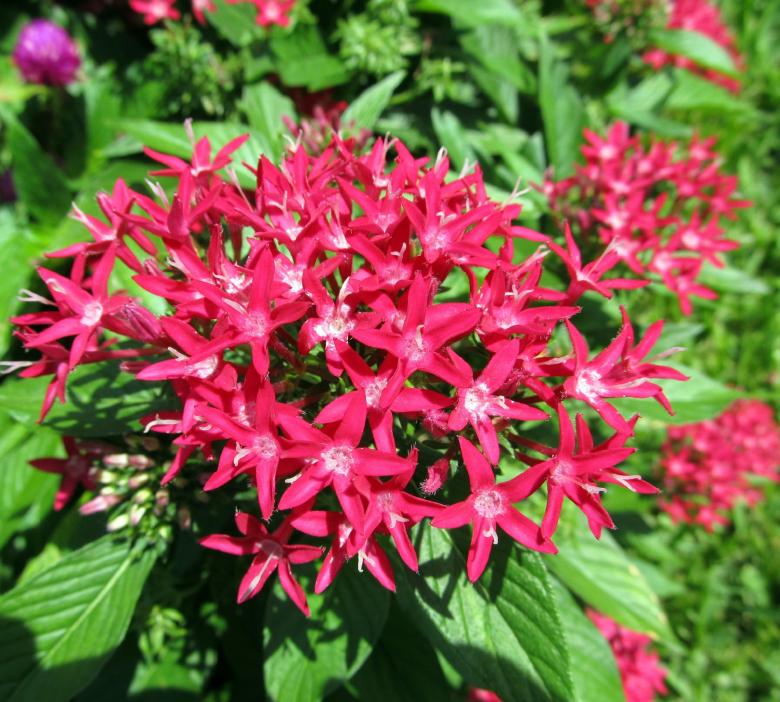 Free stock image of Red Pentas created by Pixabay