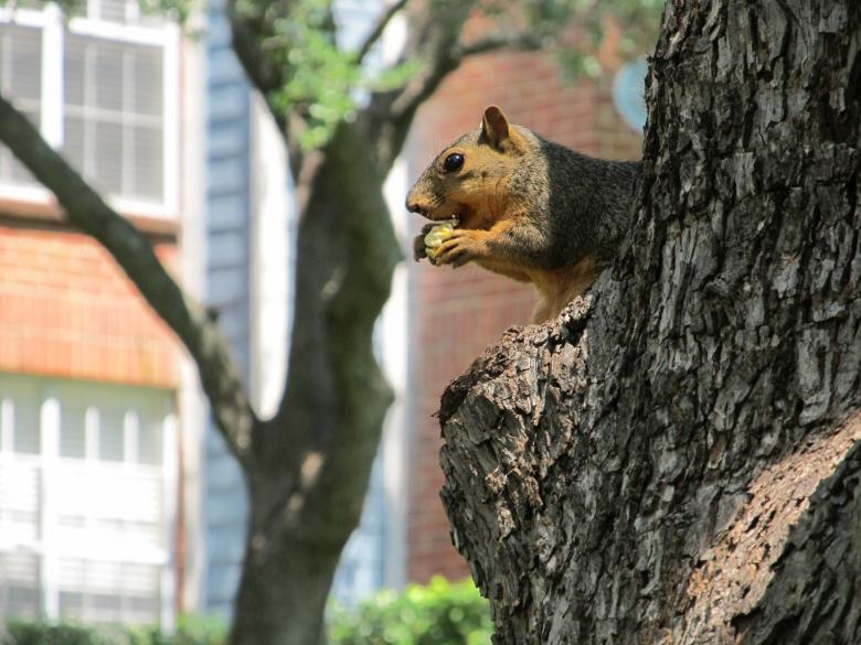 Free stock image of Squirrel on the tree created by Pixabay