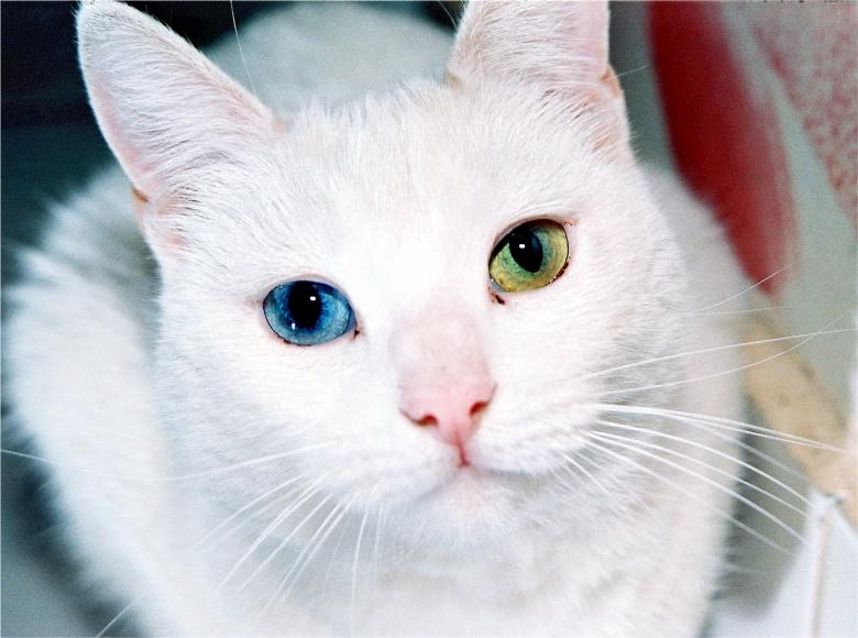 Free stock image of White Cat created by Pixabay