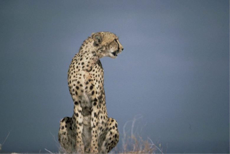 Free stock image of Cheetah created by Pixabay