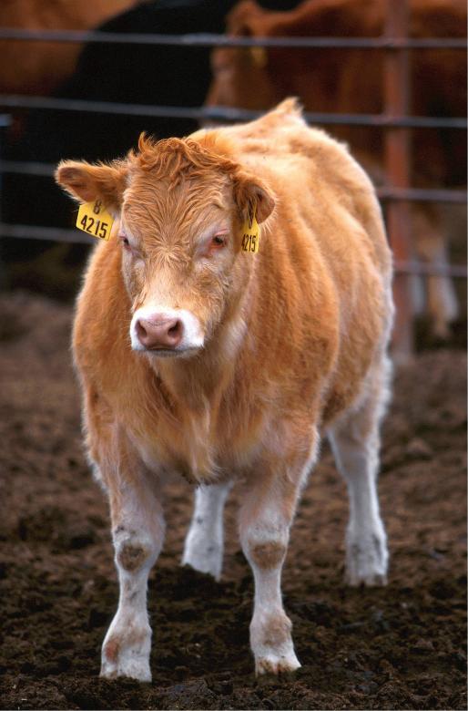 Free stock image of Cow in the Farm created by Pixabay