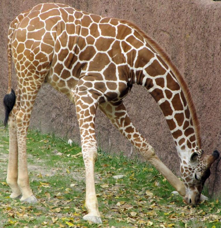 Free stock image of Giraffe in the Zoo created by Pixabay