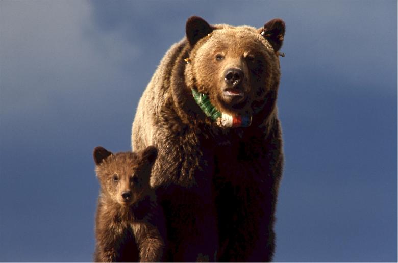 Free stock image of Grizzly Bear with Cub created by Pixabay