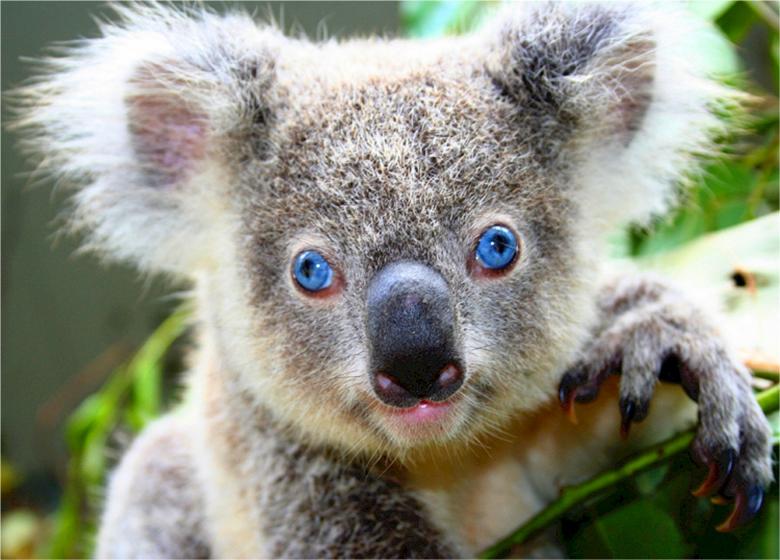 Free stock image of Australian Koala created by Pixabay
