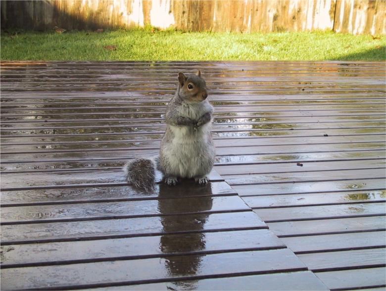 Free stock image of Adorable Squirrel created by Pixabay