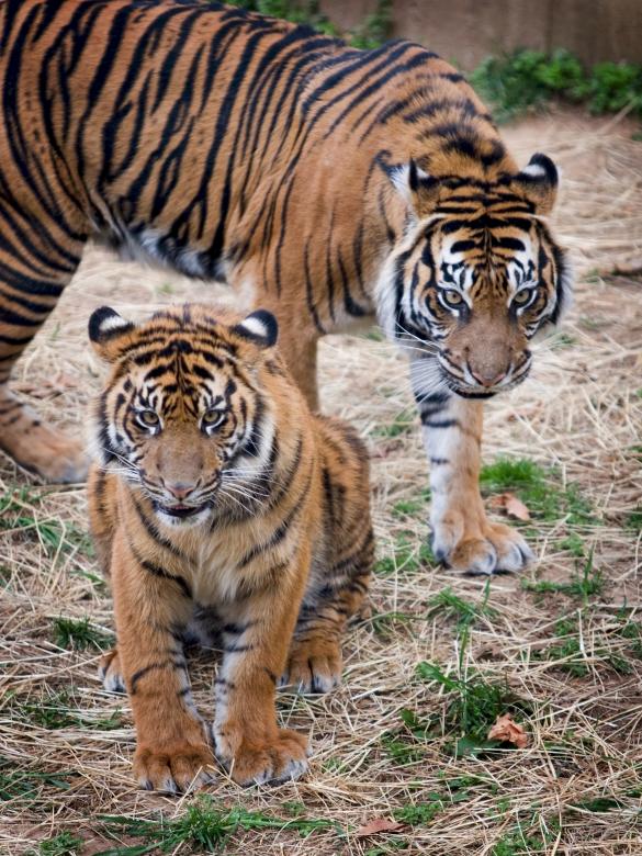 Free stock image of Bengal Tigers created by Pixabay