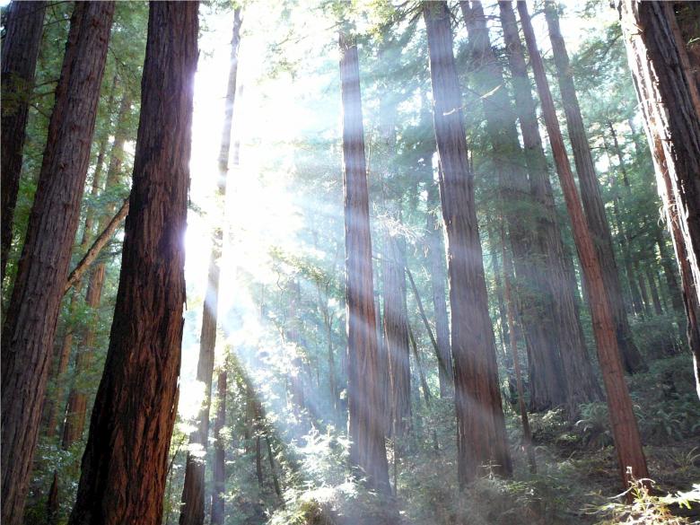 Free stock image of Wild Forest created by Pixabay
