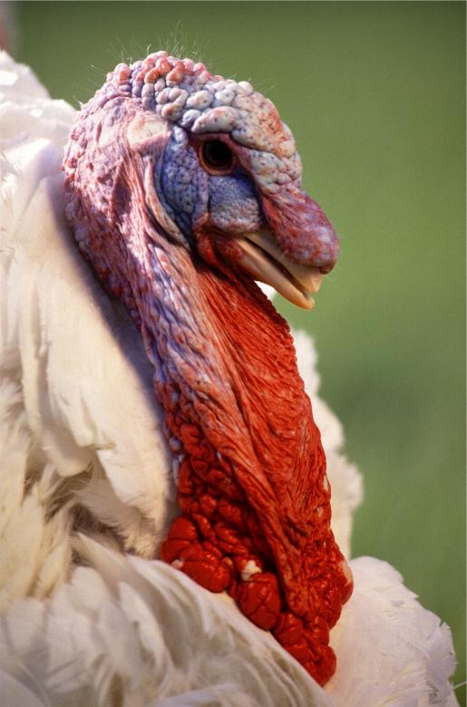 Free stock image of White Turkey created by Pixabay