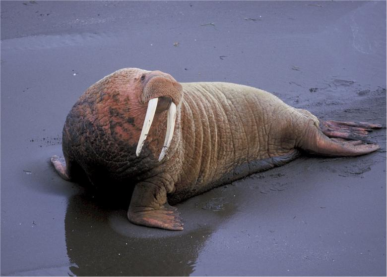 Free stock image of Walrus on the Shore created by Pixabay