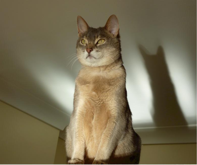 Free stock image of Abyssinian Cat created by Pixabay