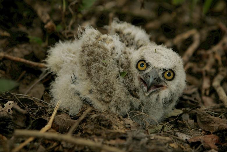 Free stock image of Baby Owl created by Pixabay