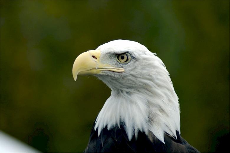 Free stock image of Sharp Bird created by Pixabay