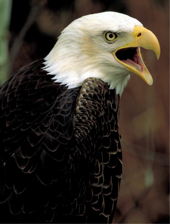 Free stock image of Bald Eagle created by Pixabay