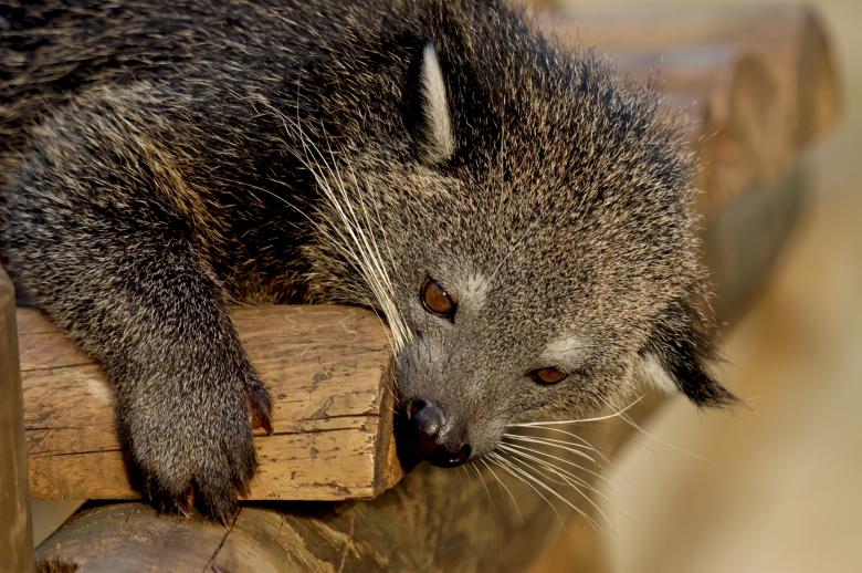Free stock image of Binturong created by Pixabay