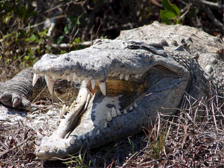 Free stock image of Crocodile Jaw created by Pixabay